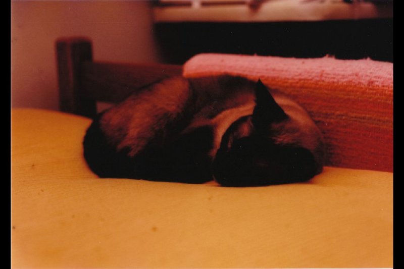 p_0009.jpg