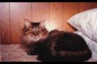 p_0010_small.jpg