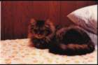 p_0009_small.jpg