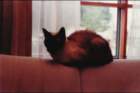 p_0010_small.jpg