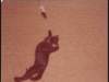 p_0080_small.jpg