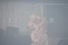 dscf0331_small.jpg