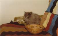 img_0011_small.jpg