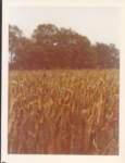summer1977_0016_small.jpg