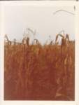 summer1977_0021_small.jpg