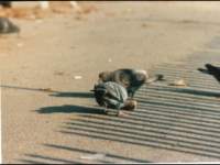 p_0067_small.jpg