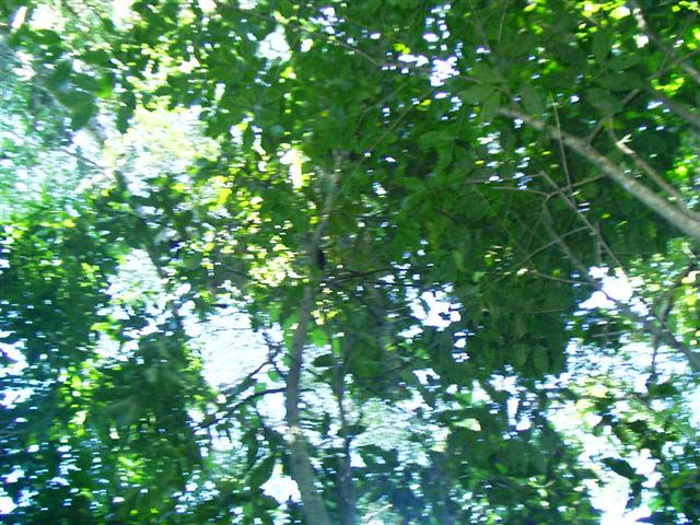 618x457 pixels (85K)