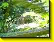640x480 pixels (83.3K)