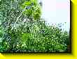 640x480 pixels (111.6K)
