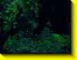 640x480 pixels (45.3K)