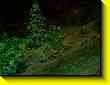 640x480 pixels (51.9K)