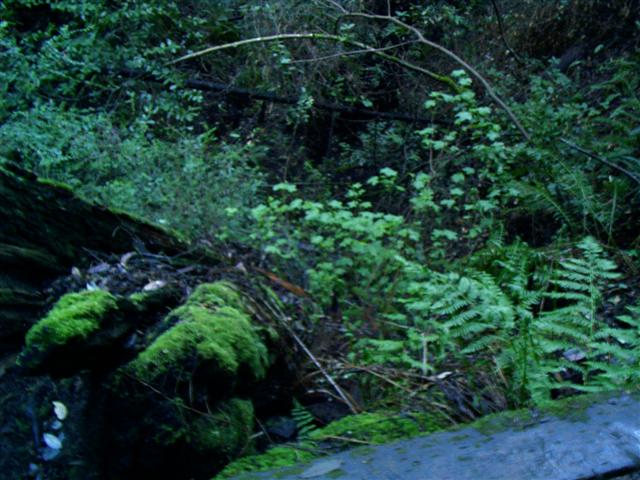 618x457 pixels (73K)